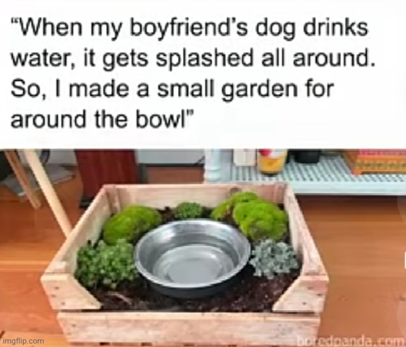this is the best idea I have seen all DAY | image tagged in dogs,garden,no way,smart,infinite iq,funny | made w/ Imgflip meme maker