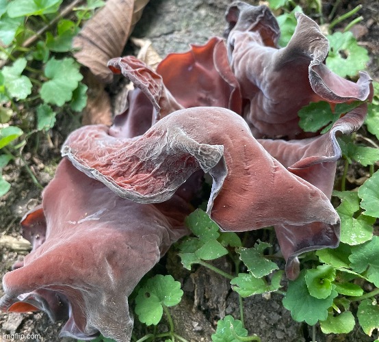 I found this mushroom on my walk home from school. I believe it is Wood Ear (Auricularia auricula-judae) | made w/ Imgflip meme maker