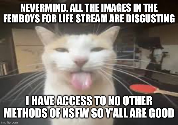 Cat | NEVERMIND. ALL THE IMAGES IN THE FEMBOYS FOR LIFE STREAM ARE DISGUSTING; I HAVE ACCESS TO NO OTHER METHODS OF NSFW SO Y’ALL ARE GOOD | image tagged in cat | made w/ Imgflip meme maker