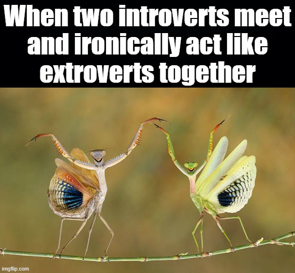 When two introverts meet
and ironically act like
extroverts together | image tagged in introvert,friends | made w/ Imgflip meme maker
