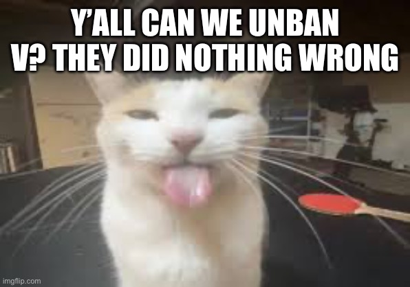 Cat | Y’ALL CAN WE UNBAN V? THEY DID NOTHING WRONG | image tagged in cat | made w/ Imgflip meme maker