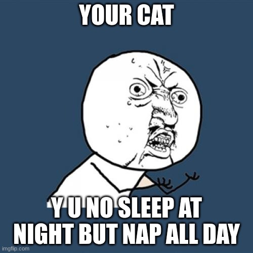 It's annoying how they wake me up at 3 am when they have the zoomies. | YOUR CAT; Y U NO SLEEP AT NIGHT BUT NAP ALL DAY | image tagged in memes,y u no,funny | made w/ Imgflip meme maker