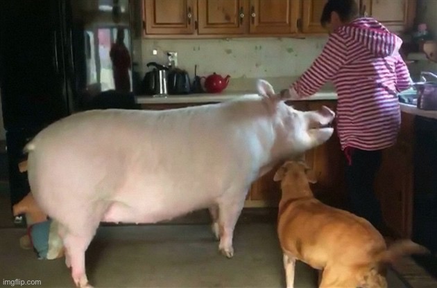 AHugePig | image tagged in big pig | made w/ Imgflip meme maker