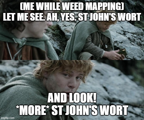 Samwise goes weed mapping | (ME WHILE WEED MAPPING)
LET ME SEE. AH, YES. ST JOHN'S WORT; AND LOOK! *MORE* ST JOHN'S WORT | image tagged in sam gamgee lembas bread | made w/ Imgflip meme maker