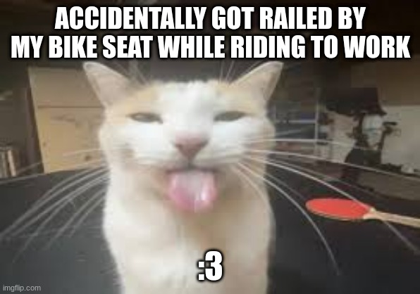 Cat | ACCIDENTALLY GOT RAILED BY MY BIKE SEAT WHILE RIDING TO WORK; :3 | image tagged in cat | made w/ Imgflip meme maker