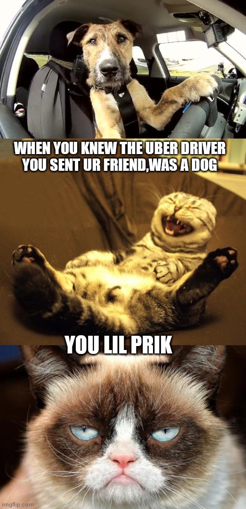 WHEN YOU KNEW THE UBER DRIVER YOU SENT UR FRIEND,WAS A DOG; YOU LIL PRIK | image tagged in uber driver replacement,laughing cat,memes,grumpy cat not amused | made w/ Imgflip meme maker