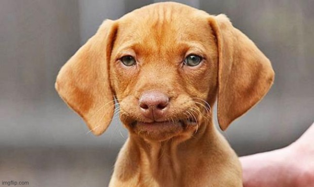 DANGIT DOG | image tagged in dangit dog | made w/ Imgflip meme maker