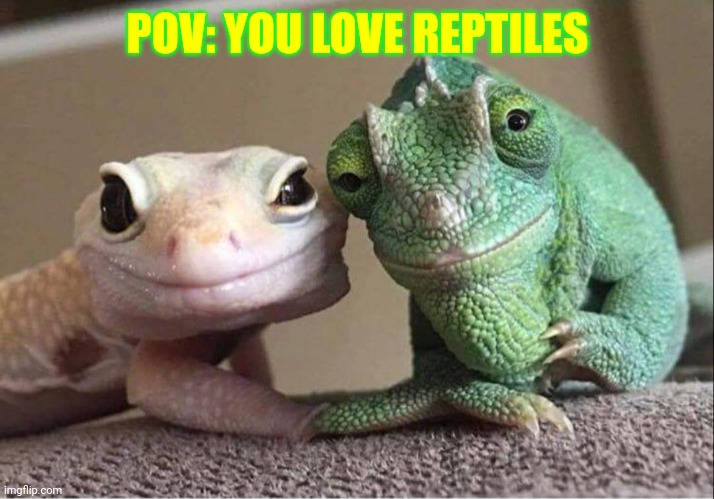 Common Reptile W | POV: YOU LOVE REPTILES | image tagged in supportive lizards gecko grand-parents | made w/ Imgflip meme maker
