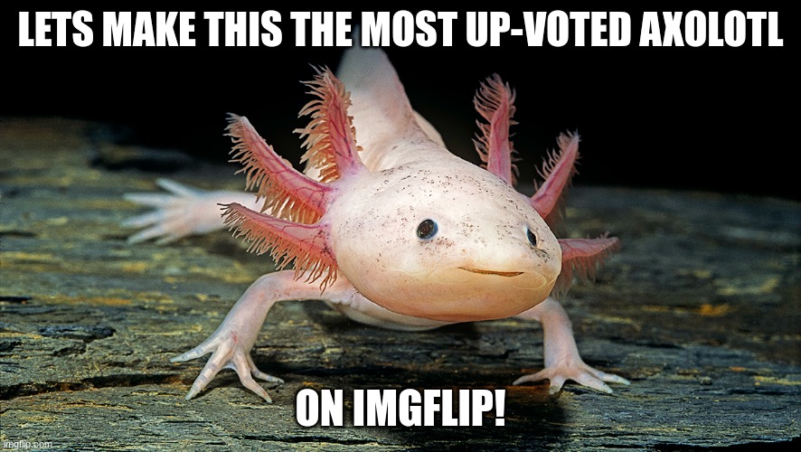 Let this axolotl get popular! | LETS MAKE THIS THE MOST UP-VOTED AXOLOTL; ON IMGFLIP! | image tagged in axolotl,upvotes | made w/ Imgflip meme maker