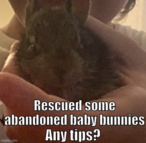 They're healthy, just want to know if they need something else | Rescued some abandoned baby bunnies; Any tips? | image tagged in rabbit,bunny,cute,baby animals | made w/ Imgflip meme maker
