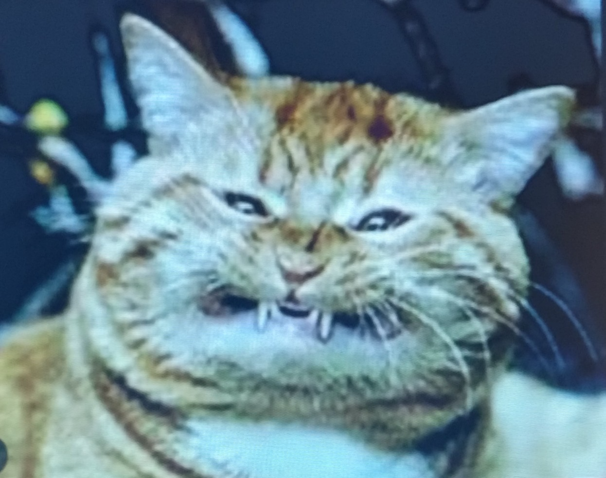 toothy cat Blank Meme Template