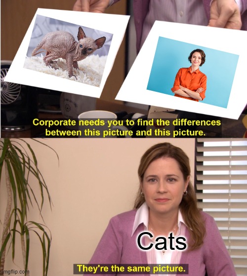 like if you get it | Cats | image tagged in memes,they're the same picture | made w/ Imgflip meme maker