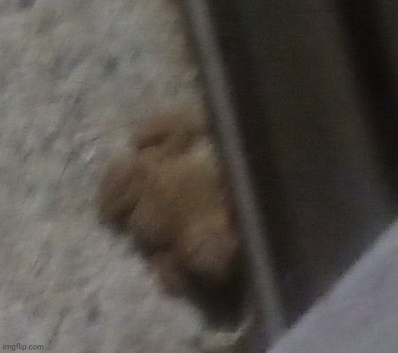 Blurry image I took of a frog. | made w/ Imgflip meme maker