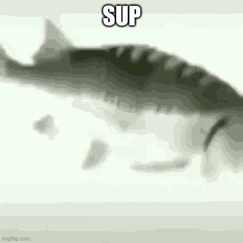 Fish | SUP | image tagged in fish | made w/ Imgflip meme maker