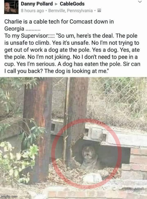 Cable Man | image tagged in ptsd dog | made w/ Imgflip meme maker