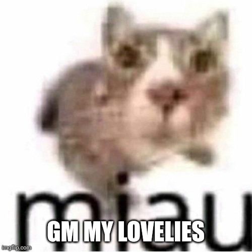 miau | GM MY LOVELIES | image tagged in miau,lovelies | made w/ Imgflip meme maker