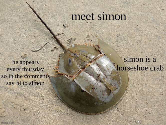 simon | meet simon; he appears every thursday so in the comments say hi to simon; simon is a horseshoe crab | made w/ Imgflip meme maker