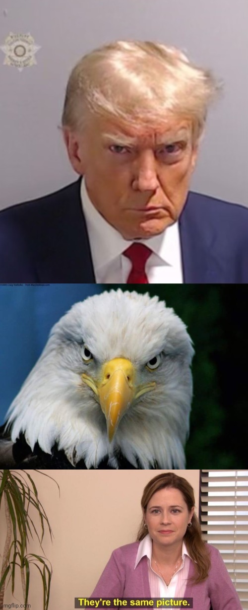 Symbol of American freedom | image tagged in donald trump mugshot,american bald eagle,they're the same picture isolated | made w/ Imgflip meme maker
