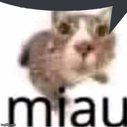 miau | image tagged in miau | made w/ Imgflip meme maker