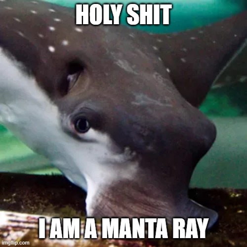 Surprised Manta Ray | HOLY SHIT; I AM A MANTA RAY | image tagged in surprised manta ray | made w/ Imgflip meme maker