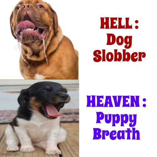 Smell A Puppy | HELL :
Dog Slobber; HEAVEN :
Puppy
Breath | image tagged in memes,drake hotline bling,puppy breath,dog slobber,good vs evil,snot | made w/ Imgflip meme maker