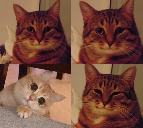 High Quality Allowing cat Blank Meme Template