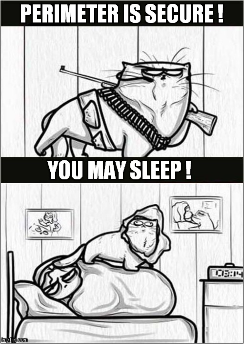 Over Protective Cat ! | PERIMETER IS SECURE ! YOU MAY SLEEP ! | image tagged in cats,protection,sleep | made w/ Imgflip meme maker