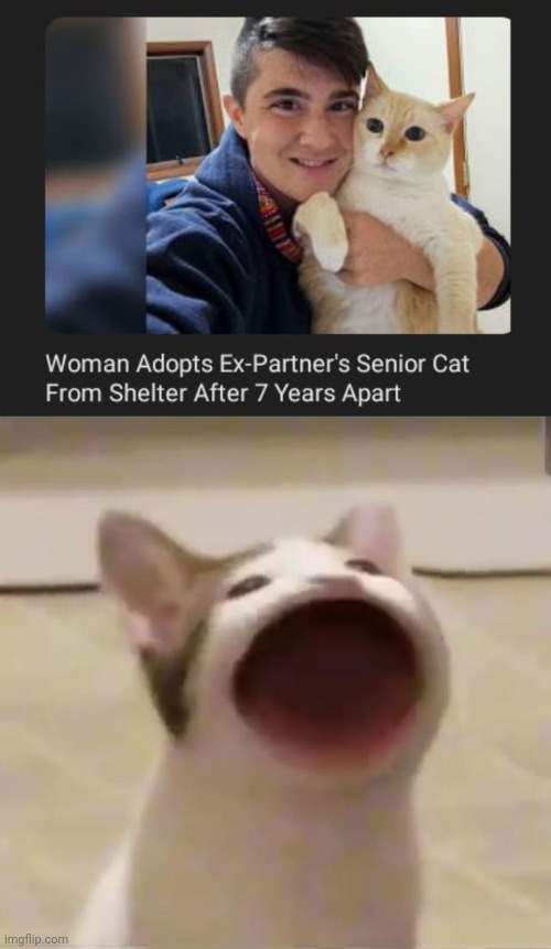 Cat being adopted | image tagged in pog cat,epic moment,cats,cat,adopted,memes | made w/ Imgflip meme maker