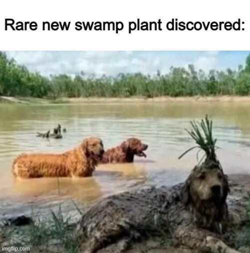 ... | Rare new swamp plant discovered: | made w/ Imgflip meme maker