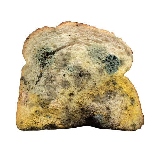 Moldy bread Blank Meme Template