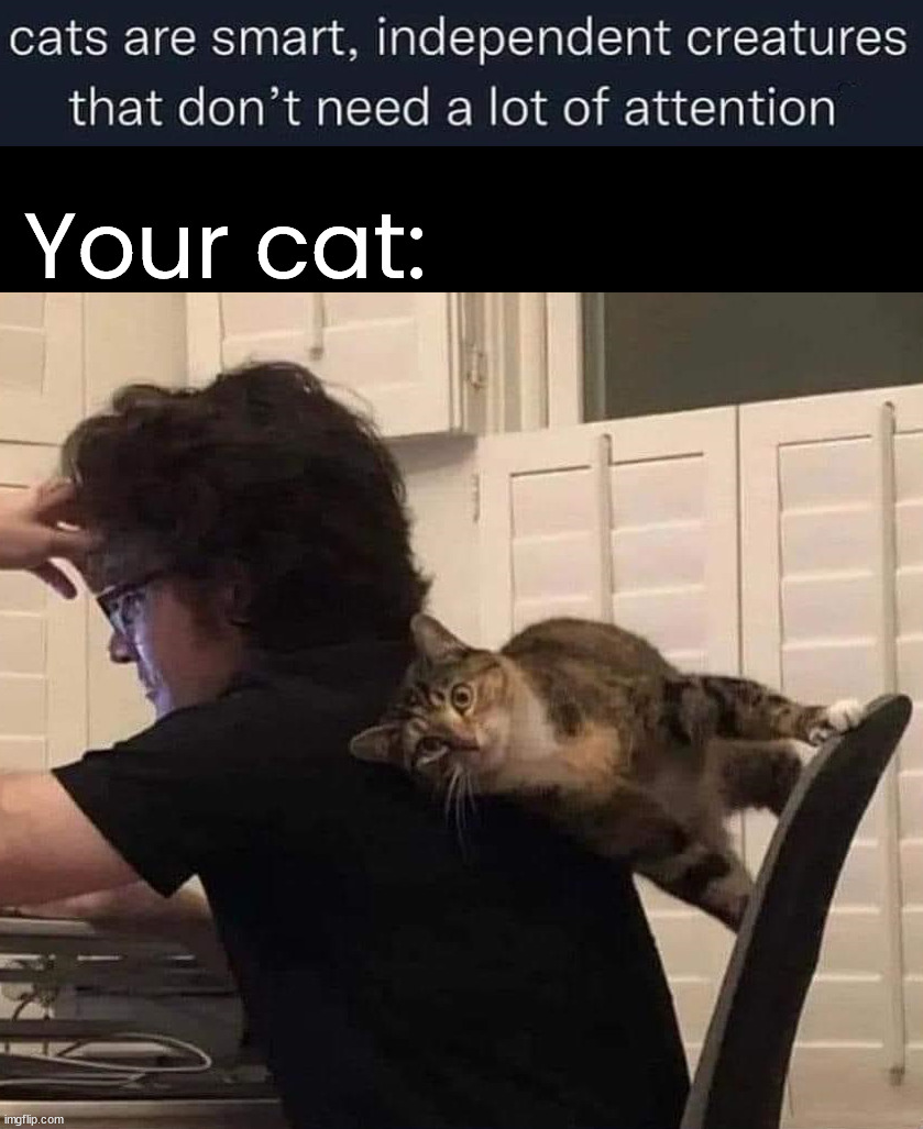 Your cat: | image tagged in cats | made w/ Imgflip meme maker