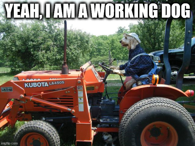 YEAH, I AM A WORKING DOG | image tagged in dogs | made w/ Imgflip meme maker