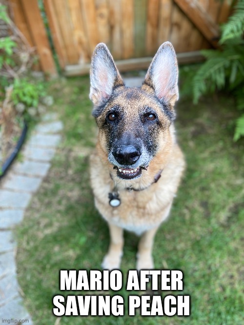 MARIO AFTER SAVING PEACH | image tagged in super mario | made w/ Imgflip meme maker