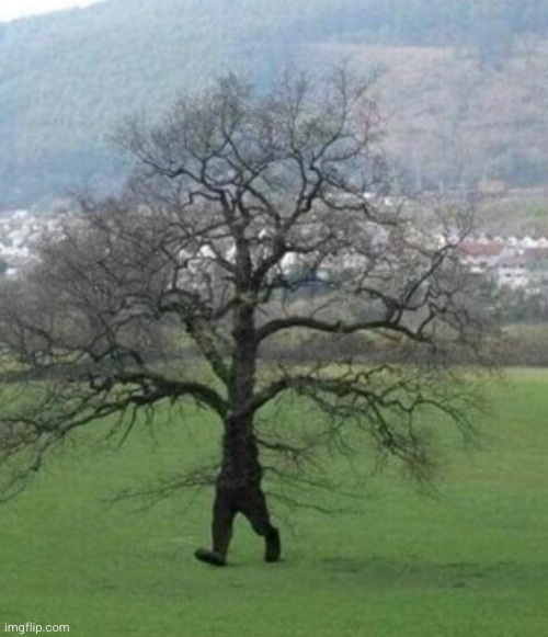 #3,390 | image tagged in cursed image,cursed,tree,legs,walk,tf | made w/ Imgflip meme maker
