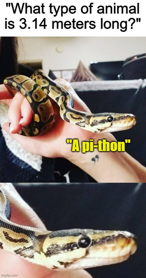 This is a genius pun :) | "What type of animal is 3.14 meters long?"; "A pi-thon" | made w/ Imgflip meme maker