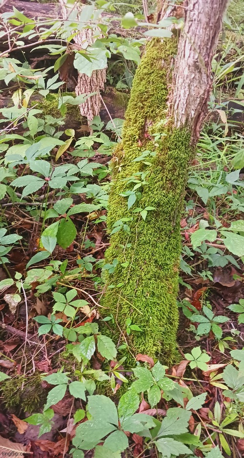 THE BOTTOM OF THIS TREE IS SO SOFT | image tagged in trees,forest,moss | made w/ Imgflip meme maker