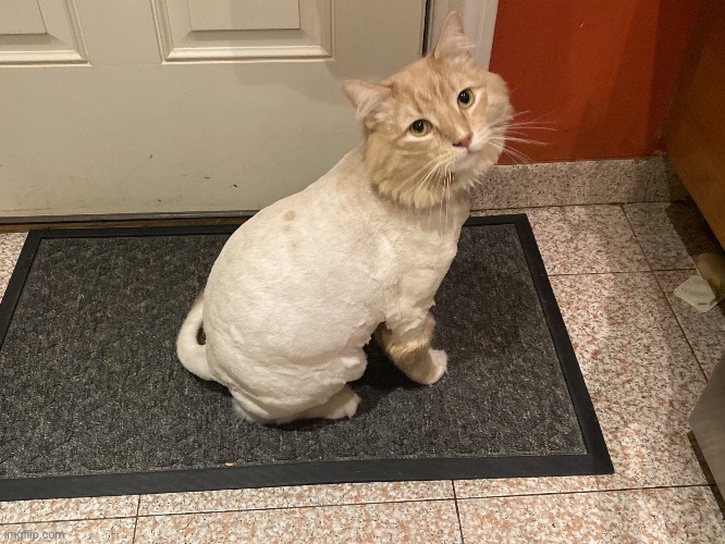 Shaved Cat | image tagged in shaved cat | made w/ Imgflip meme maker