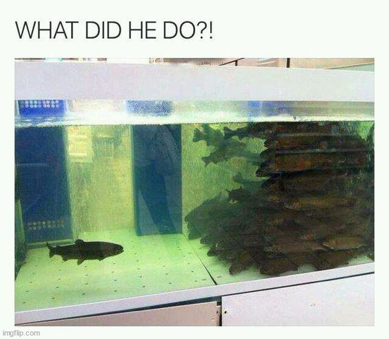 image tagged in memes,funny,fishing | made w/ Imgflip meme maker