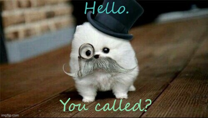 Lightening Spirits | Hello. You called? | image tagged in sophisticated dog | made w/ Imgflip meme maker