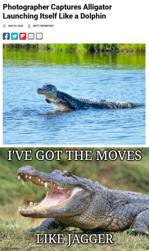 Alligator acting like a dolphin | I'VE GOT THE MOVES; LIKE JAGGER | image tagged in alligator face,alligator,dolphin,memes,i've got the moves like jagger,photographer | made w/ Imgflip meme maker