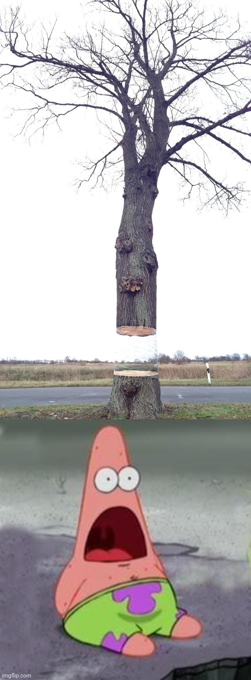 Tree floating optical illusion | image tagged in suprised patrick,tree,floating,float,optical illusion,memes | made w/ Imgflip meme maker
