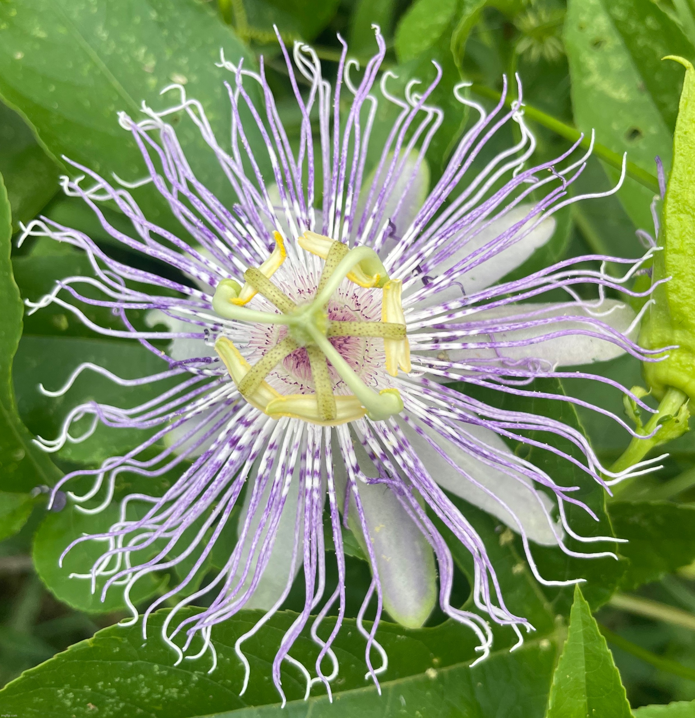 Passion Flower | image tagged in flowers,photography | made w/ Imgflip meme maker