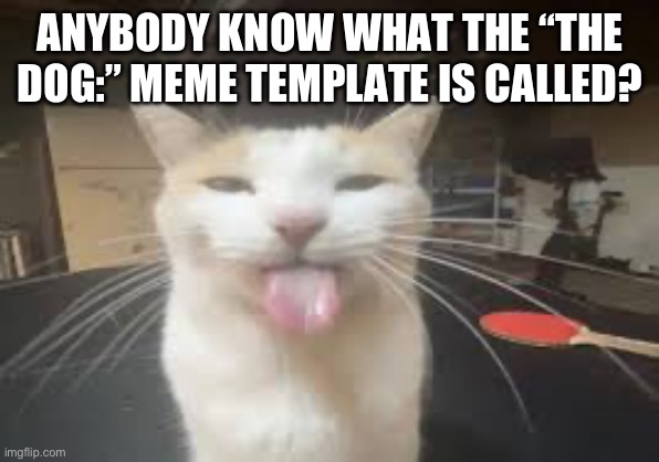 Cat | ANYBODY KNOW WHAT THE “THE DOG:” MEME TEMPLATE IS CALLED? | image tagged in cat | made w/ Imgflip meme maker