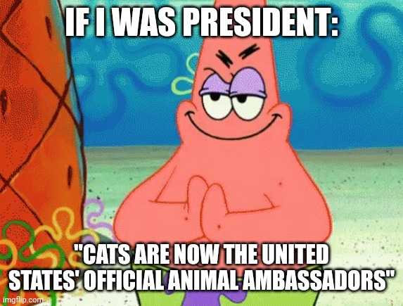 If I was president | IF I WAS PRESIDENT:; "CATS ARE NOW THE UNITED STATES' OFFICIAL ANIMAL AMBASSADORS" | image tagged in patrick evil plan | made w/ Imgflip meme maker