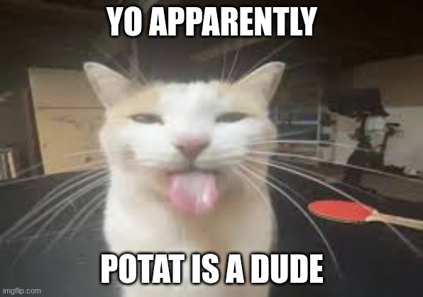 Cat | YO APPARENTLY; POTAT IS A DUDE | image tagged in cat | made w/ Imgflip meme maker
