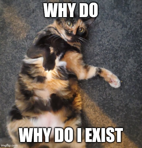 My cat | WHY DO; WHY DO I EXIST | image tagged in cat,cats,tortoise | made w/ Imgflip meme maker