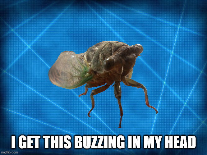 Conspiracy Cicada | I GET THIS BUZZING IN MY HEAD | image tagged in conspiracy cicada | made w/ Imgflip meme maker