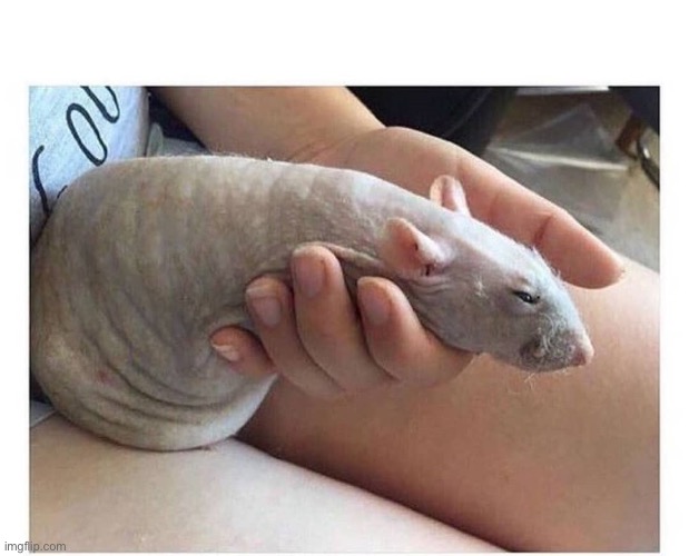 Rat | image tagged in rat | made w/ Imgflip meme maker