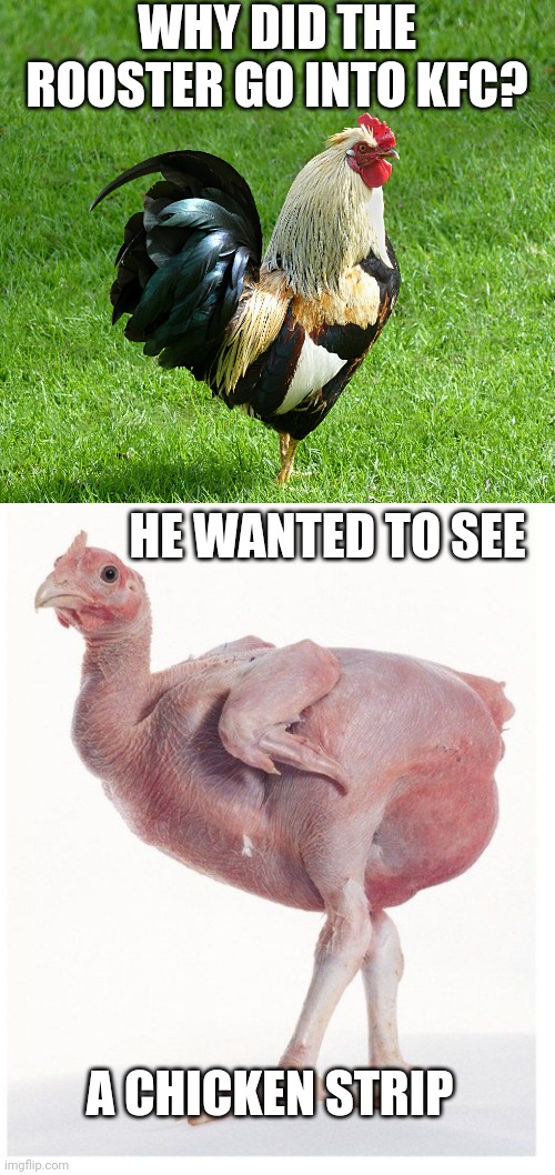 THAT'S WHY HE CROSSED THE ROAD | WHY DID THE ROOSTER GO INTO KFC? HE WANTED TO SEE; A CHICKEN STRIP | image tagged in chicken,rooster,eye roll,dad joke | made w/ Imgflip meme maker