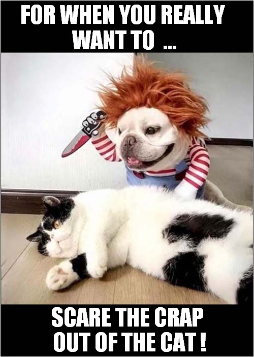 He's Behind You ! | FOR WHEN YOU REALLY 
WANT TO  ... SCARE THE CRAP
 OUT OF THE CAT ! | image tagged in dogs,scary,cat,chucky | made w/ Imgflip meme maker